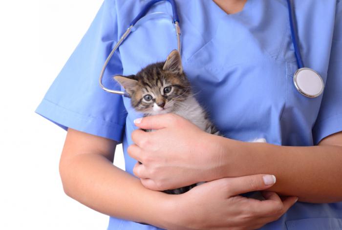 Smolensk. Clinica veterinară - ajutați animalele de companie