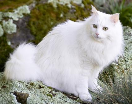 turcă Angora pisică fotografie