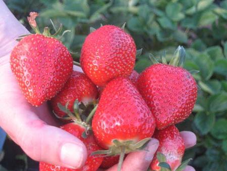 Informații pentru grădinari: căpșuni Zenga Zenga