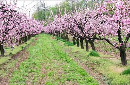 Almond Pink Spumă - plantarea și îngrijirea arbuștilor ornamentali