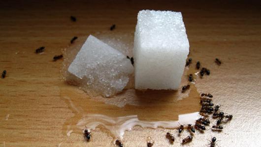 Mai multe moduri de a obține furnici dintr-un apartament
