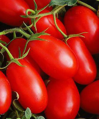 Tomate Racheta este o varietate medie timpurie. Descriere și fotografie