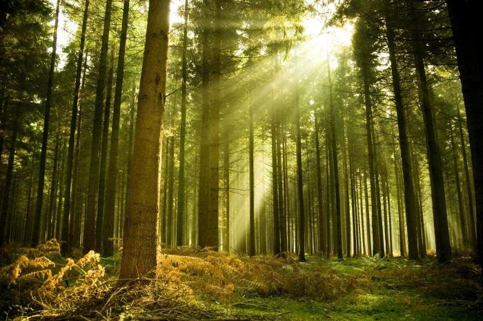 Interpretarea visului: Care este visul unei păduri