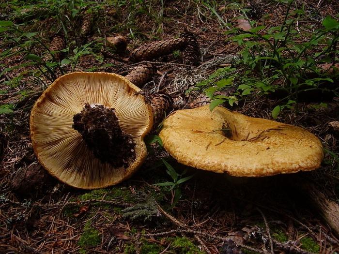 Lactarius scrobiculatus sau ciupercă galbenă de ciuperci