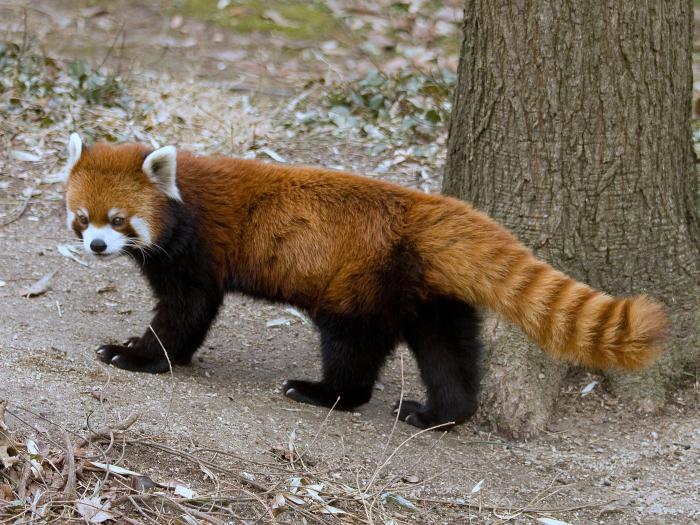 panda roșcată