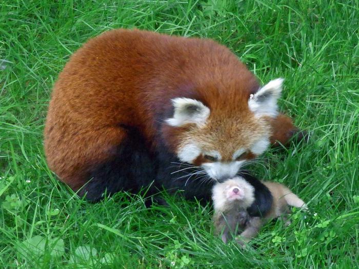 mic panda roșu panda