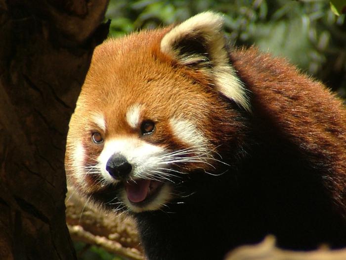 puțin panda roșie