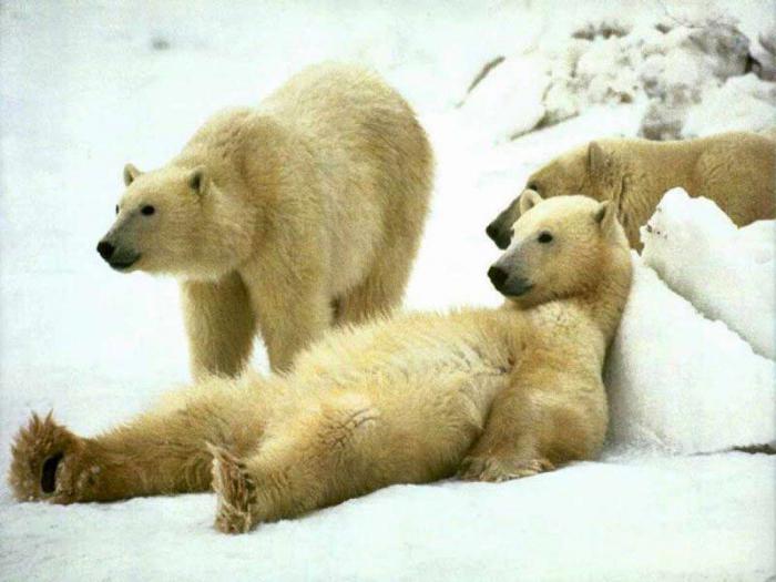 Misterele naturii sau De ce ursul urnește iarna