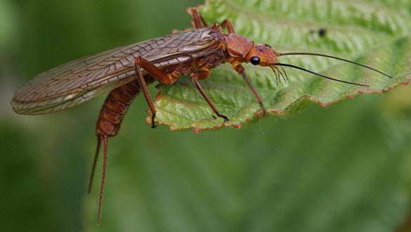 Insectele cu transformare incompletă includ insectele?