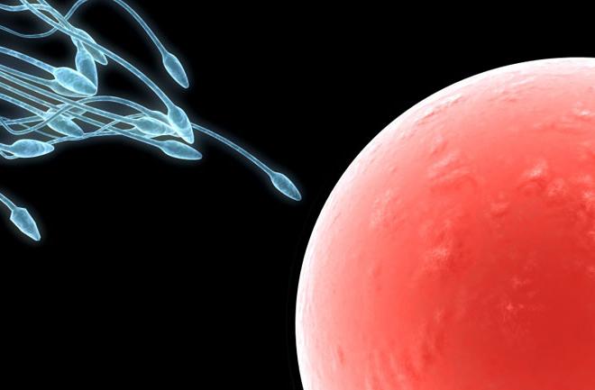 Cât trăiesc sperma și cât de mult stau cu ejacularea